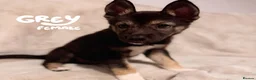 Shepsky dogs for sale: Outstanding Family-Raised Puppies - Advert 15