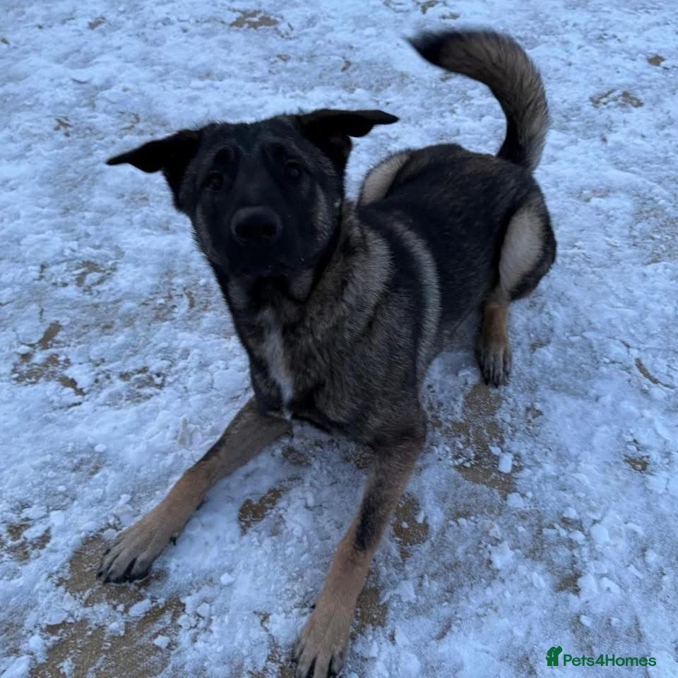 Mixed Breed dogs Rocko - 9 months Belgian Shepard  - Advert 1