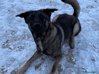 Mixed Breed dogs Rocko - 9 months Belgian Shepard - Advert 2