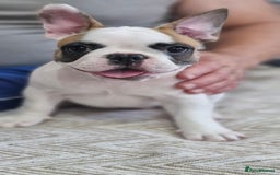 French Bulldog dogs for sale: French Bulldogs - Image 13