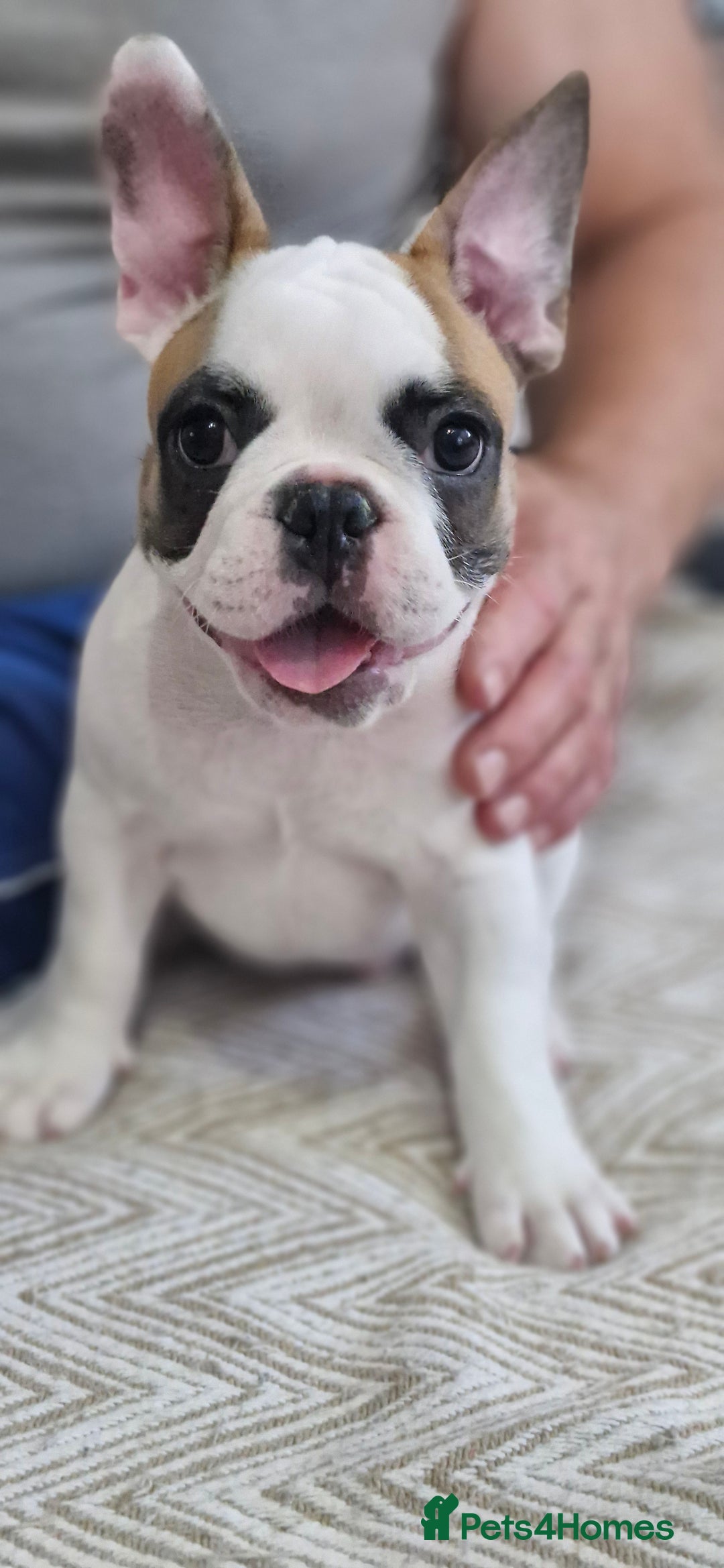 French Bulldog dogs for sale: French Bulldogs - Image 13