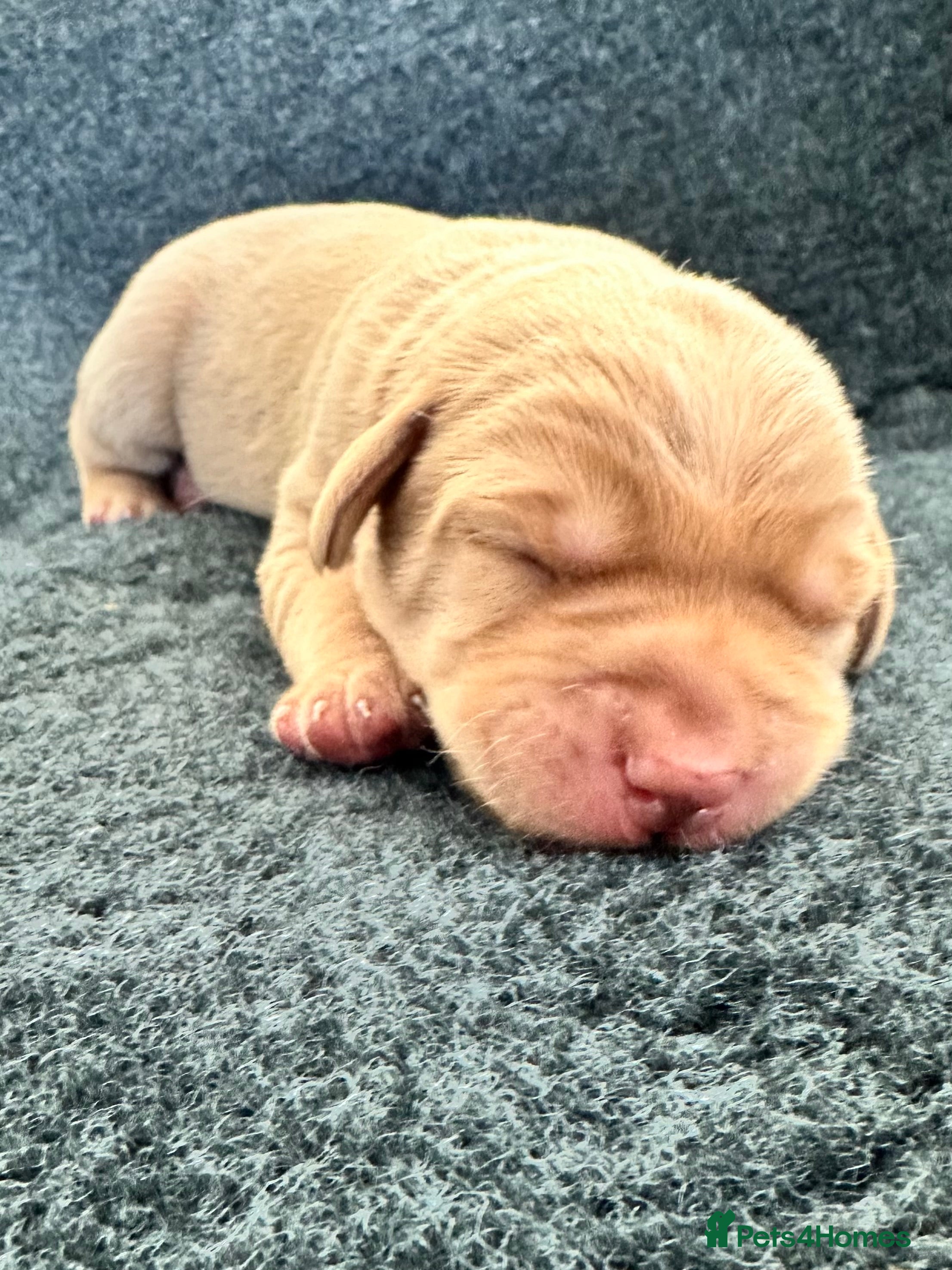 Labrador Retriever dogs 1 left!  Beautiful Labrador Litter - Advert 11