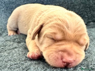 Labrador Retriever dogs Beautiful Labrador Litter - Advert 1