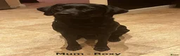 Labrador Retriever dogs for sale: Beautiful KC Labrador Puppies waiting list - Advert 2