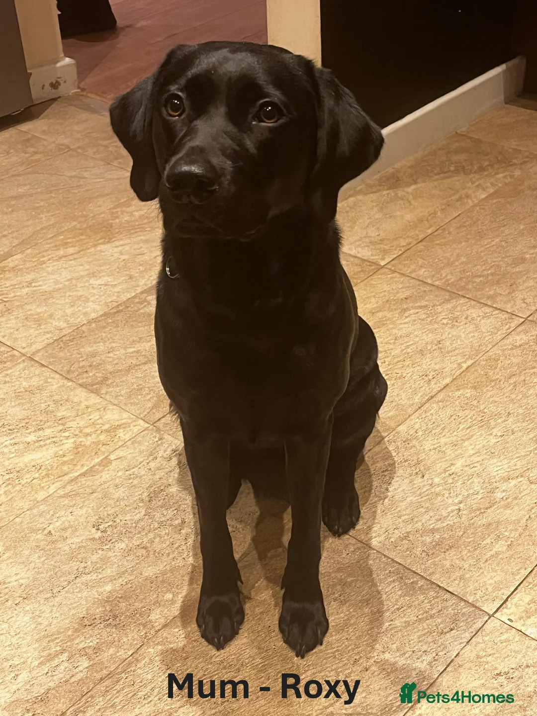 Labrador Retriever dogs for sale: Beautiful KC Labrador Puppies waiting list - Advert 2