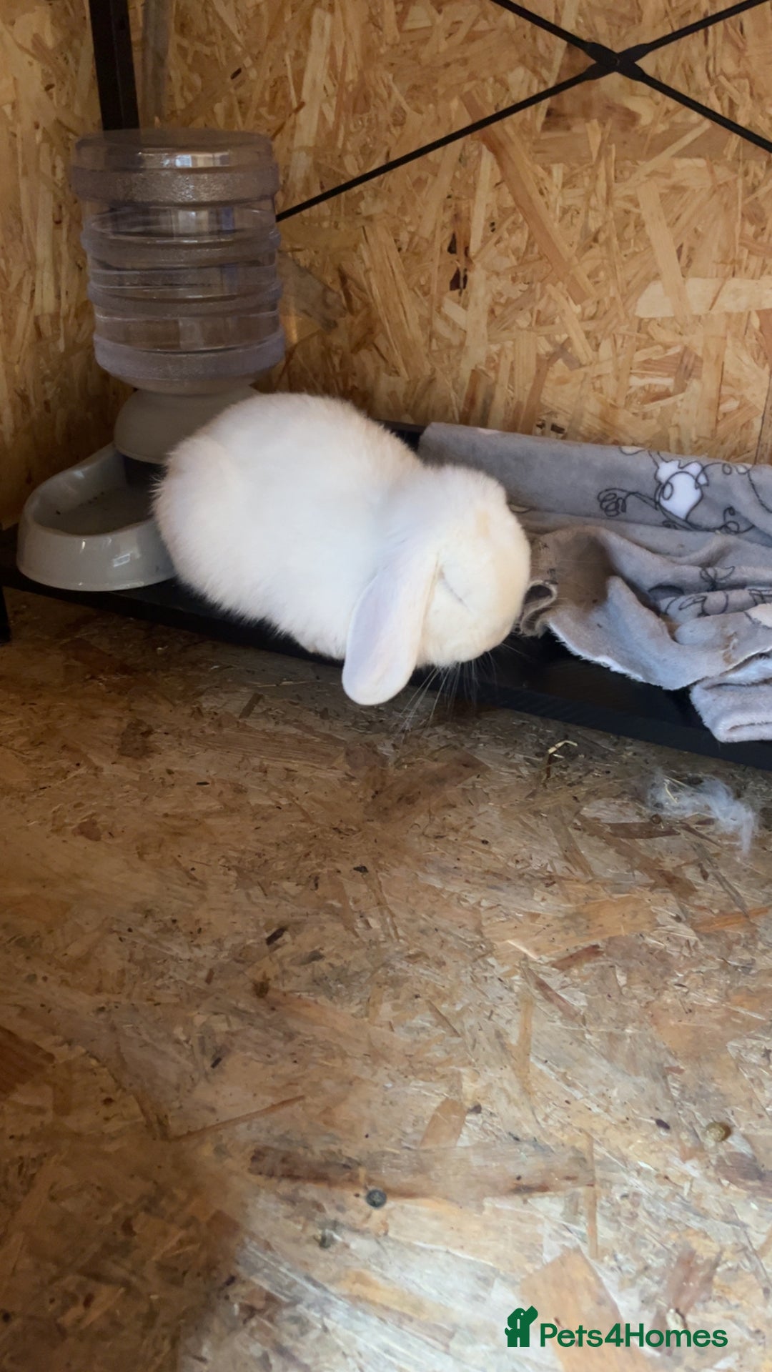 Mini Lop rabbits for sale: Bonded male rabbits - Advert 3
