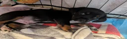 Mixed Breed dogs for sale: Cavajack x Pomeranian puppies  in Dereham - Advert 11