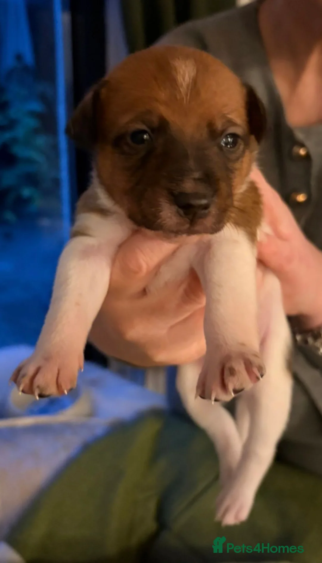 Plummer Terrier dogs for sale: Plummer terrier / American hairless terrier  - Advert 2