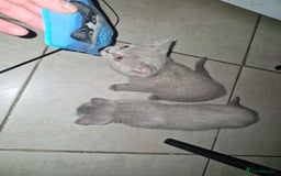 British Shorthair cats for sale: ✨ British Shorthair Kittens – 3 Adorable Females ✨ - Image 4