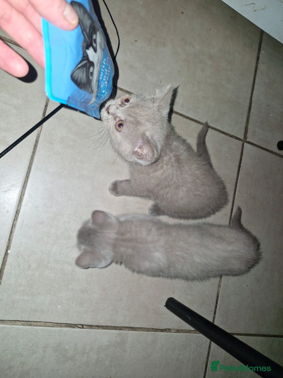 British Shorthair cats for sale: ✨ British Shorthair Kittens – 3 Adorable Females ✨ - Image 4