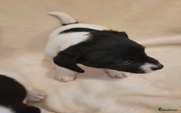 Jack Russell dogs for sale: Puppies - Image 3