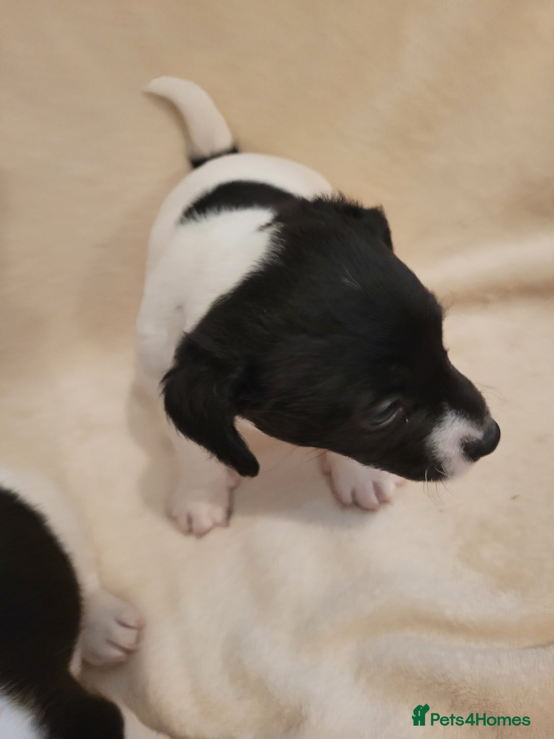Jack Russell dogs for sale: Puppies - Image 3