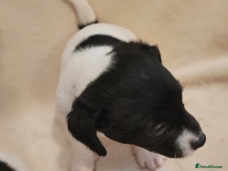 Jack Russell dogs - Advert 20