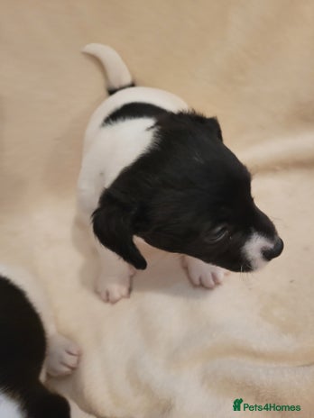 Jack Russell dogs - Advert 3