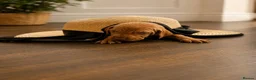 Hungarian Vizsla dogs for sale: Beautiful Hungarian Vizsla Puppies in Bewdley - Advert 4