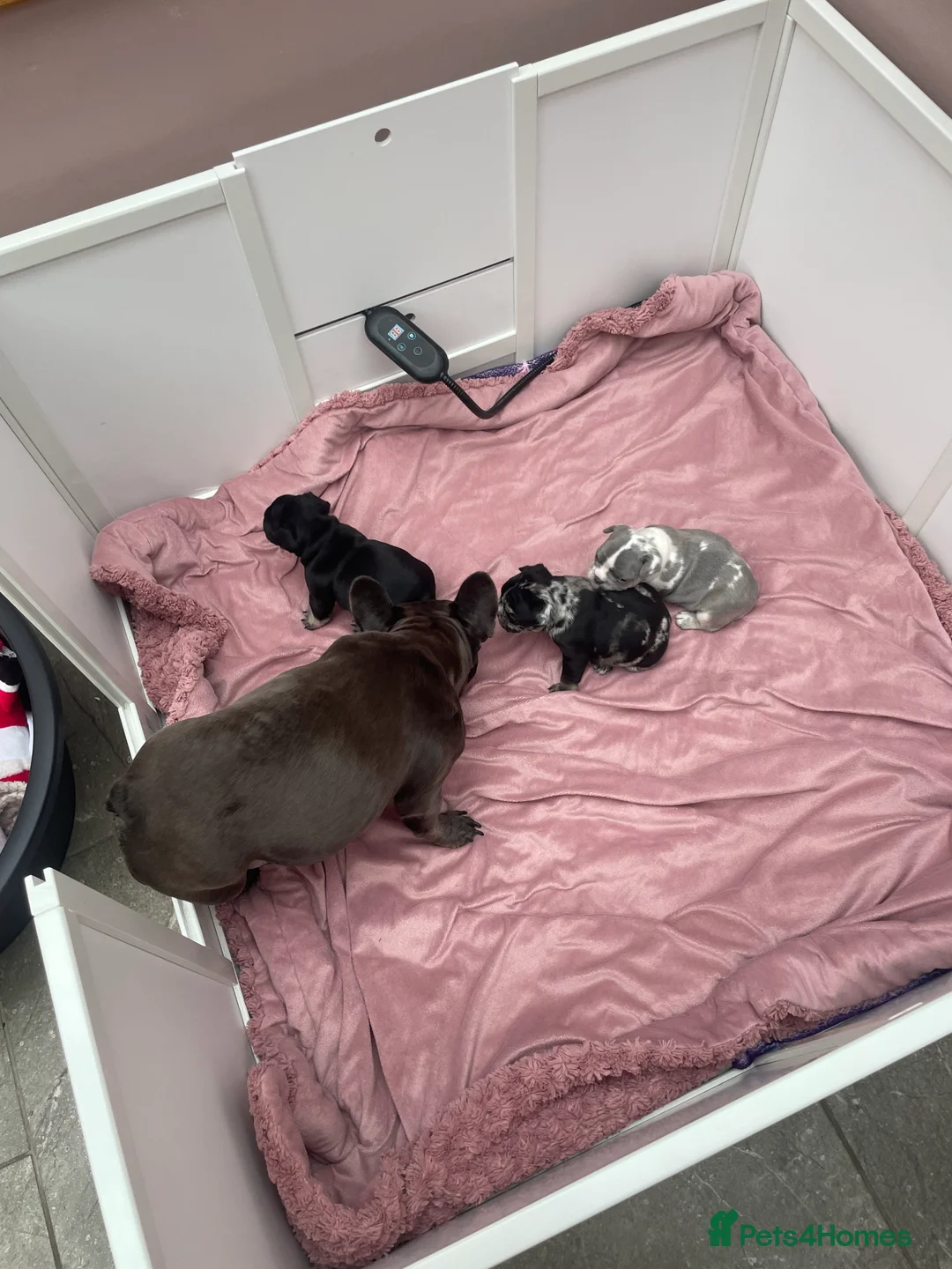 French Bulldog dogs for sale: 3 stunningly unique coloured stocky frenchies - Advert 1