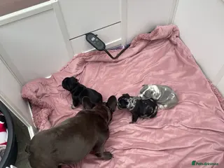 French Bulldog dogs 3 stunningly unique coloured stocky frenchies - Advert 1