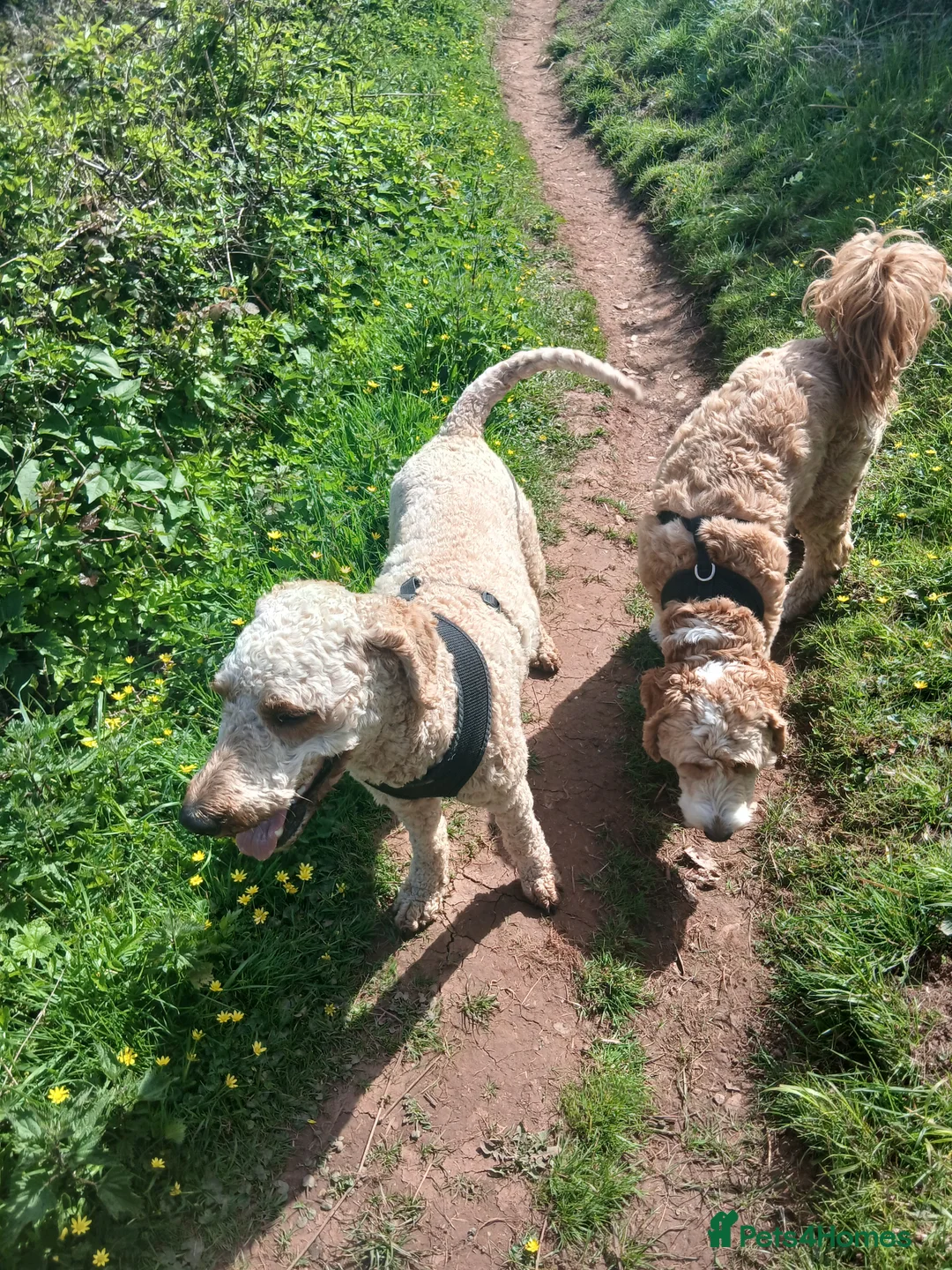 Goldendoodle dogs for sale: Goldendoodle puppies - Advert 5