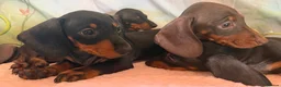 Miniature Dachshund dogs for sale: ❤️🐾 Adorable Miniature Dachshunds 🐾❤️ - Advert 17