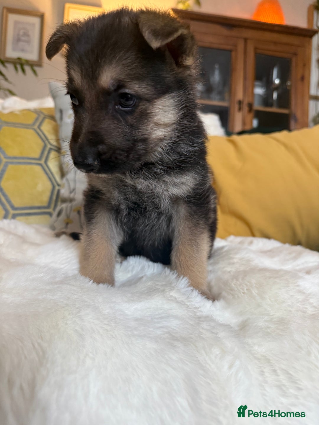 German Shepherd dogs for sale: Stunning German Shepherd Puppies - Advert 2