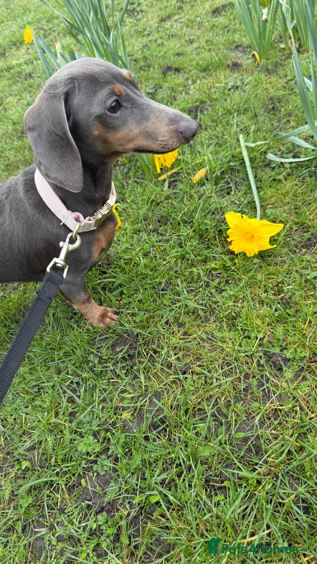 Miniature Dachshund dogs for sale: Gorgeous blue and tan girl  - Advert 2