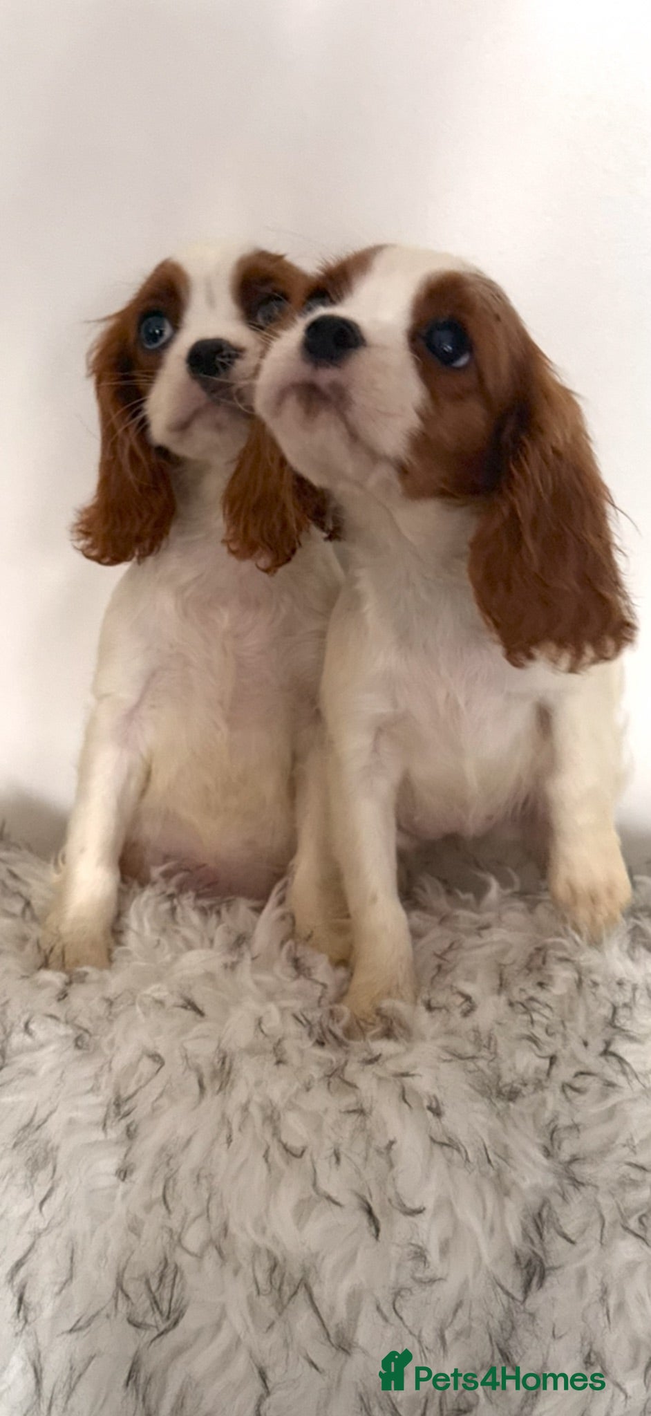 Cavalier King Charles Spaniel dogs kennel club fully vaccinated cavalier dna clear  - Advert 1