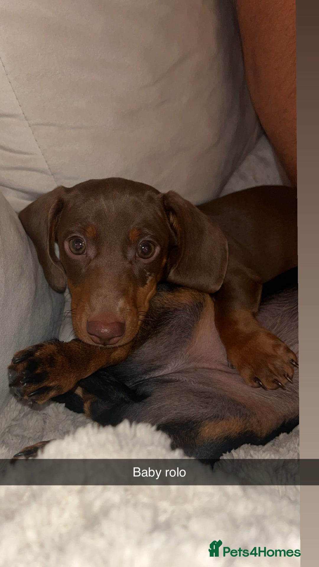 Miniature Dachshund dogs for sale: My name is rolo - Image 2