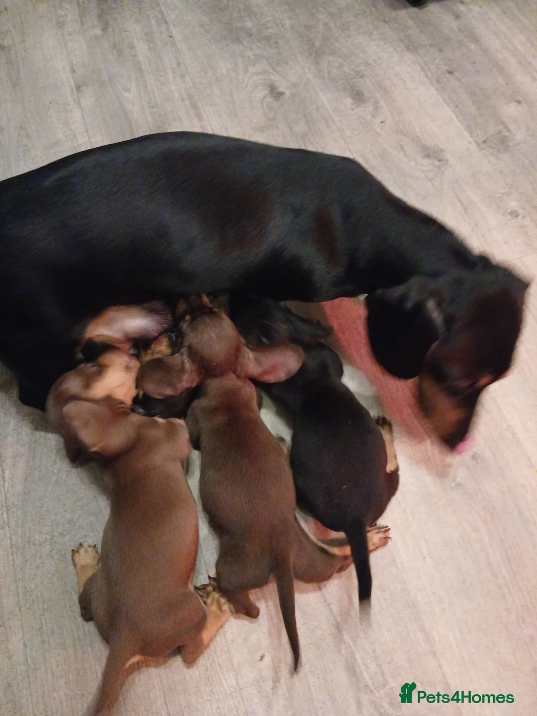 Miniature Dachshund dogs for sale: Looking for forever home  in Wednesbury - Advert 1