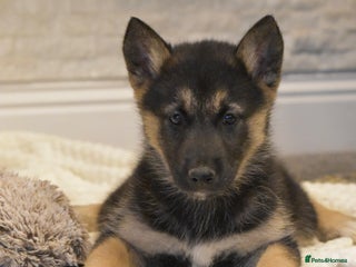 Siberian Husky dogs - Advert 3