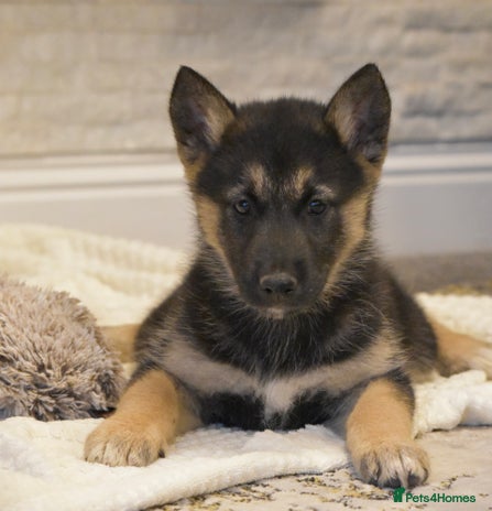 Siberian Husky dogs - Advert 2