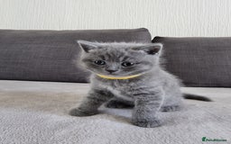 British Shorthair cats for sale: Gorgeous BSH kittens  - Image 9