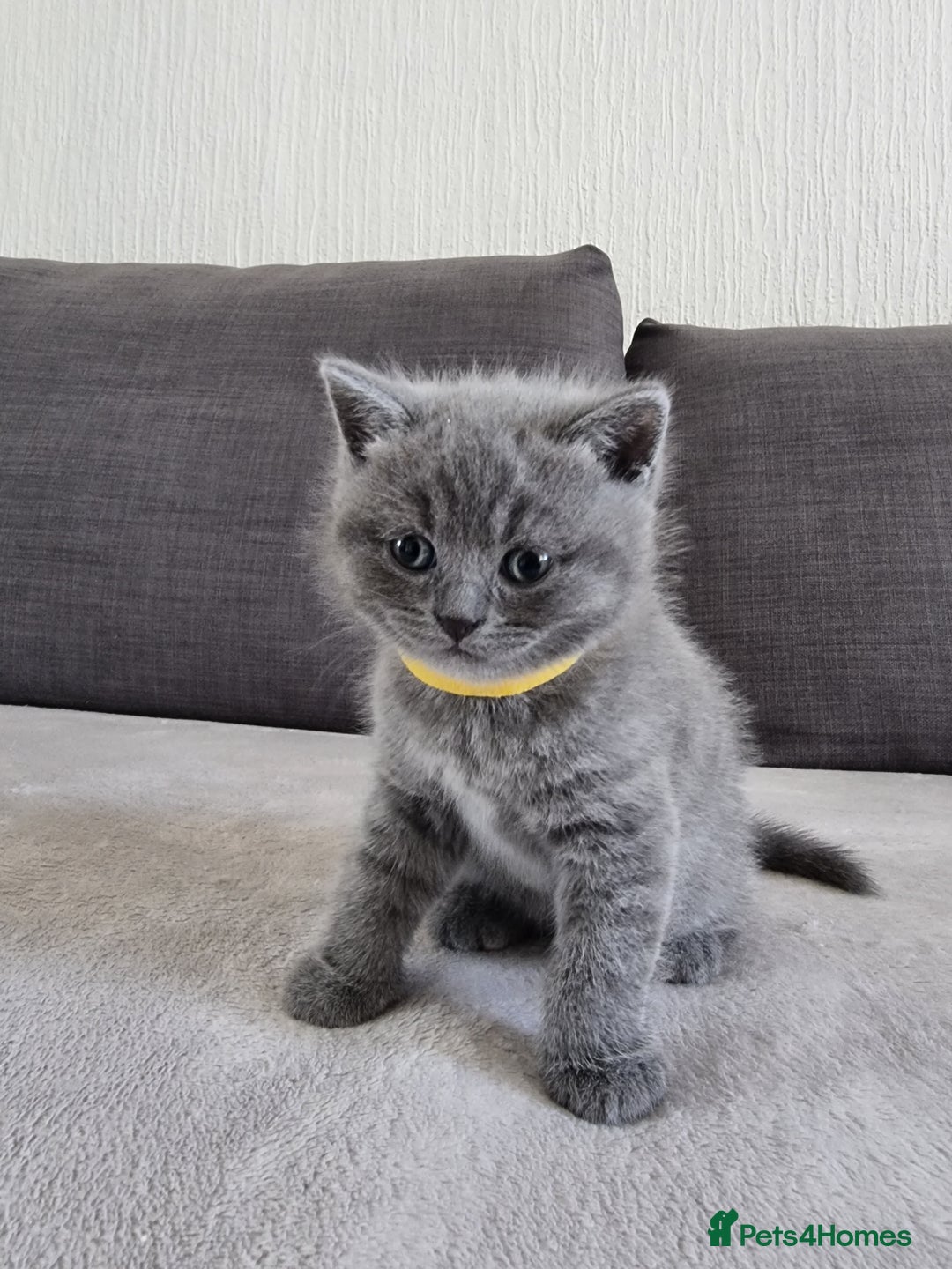 British Shorthair cats for sale: Gorgeous BSH kittens  - Image 9