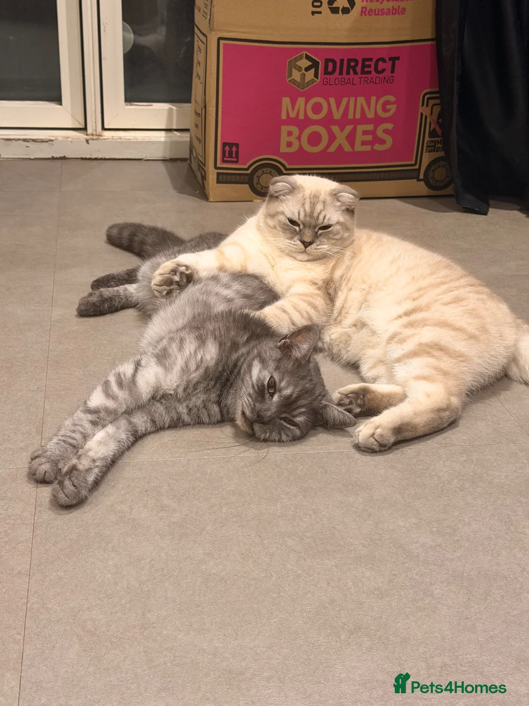 Scottish Fold cats for sale: Scottish fold/bombay kittens  - Advert 2