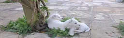 West Highland Terrier dogs for sale: West highland white terrier  - Advert 23