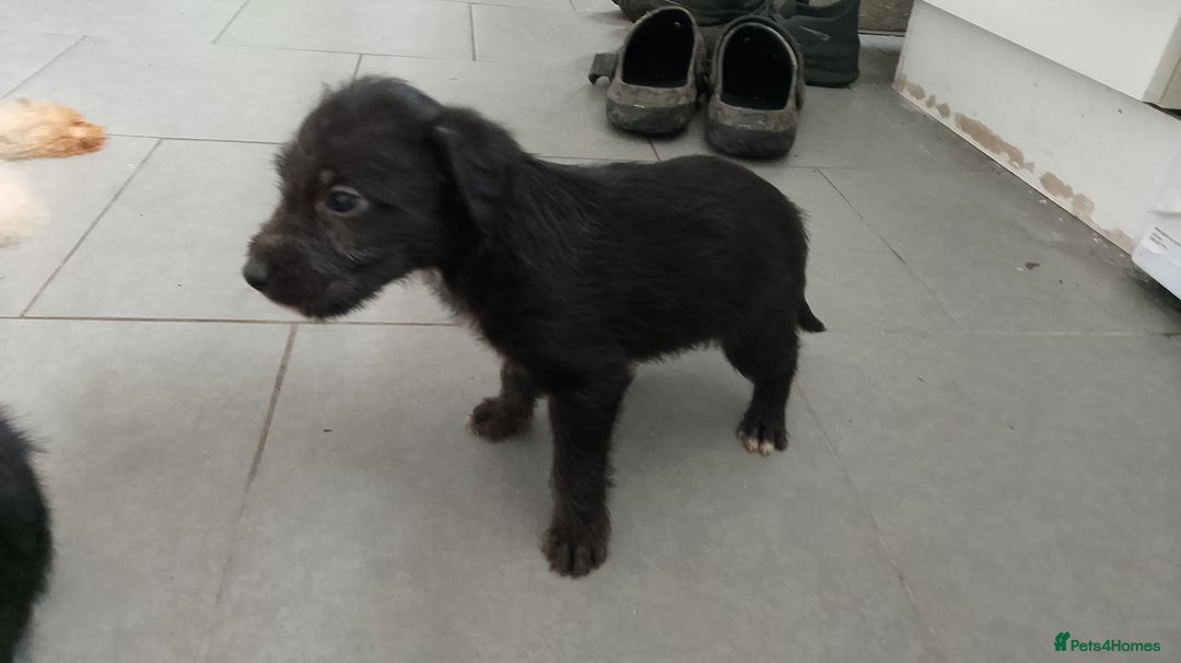 Mixed Breed dogs for sale: Bedlington whippet dog pup blue rough coated - Image 3