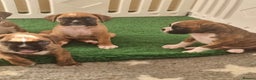 Boxer dogs for sale:   Outstanding  KC Boxer puppies - Advert 5