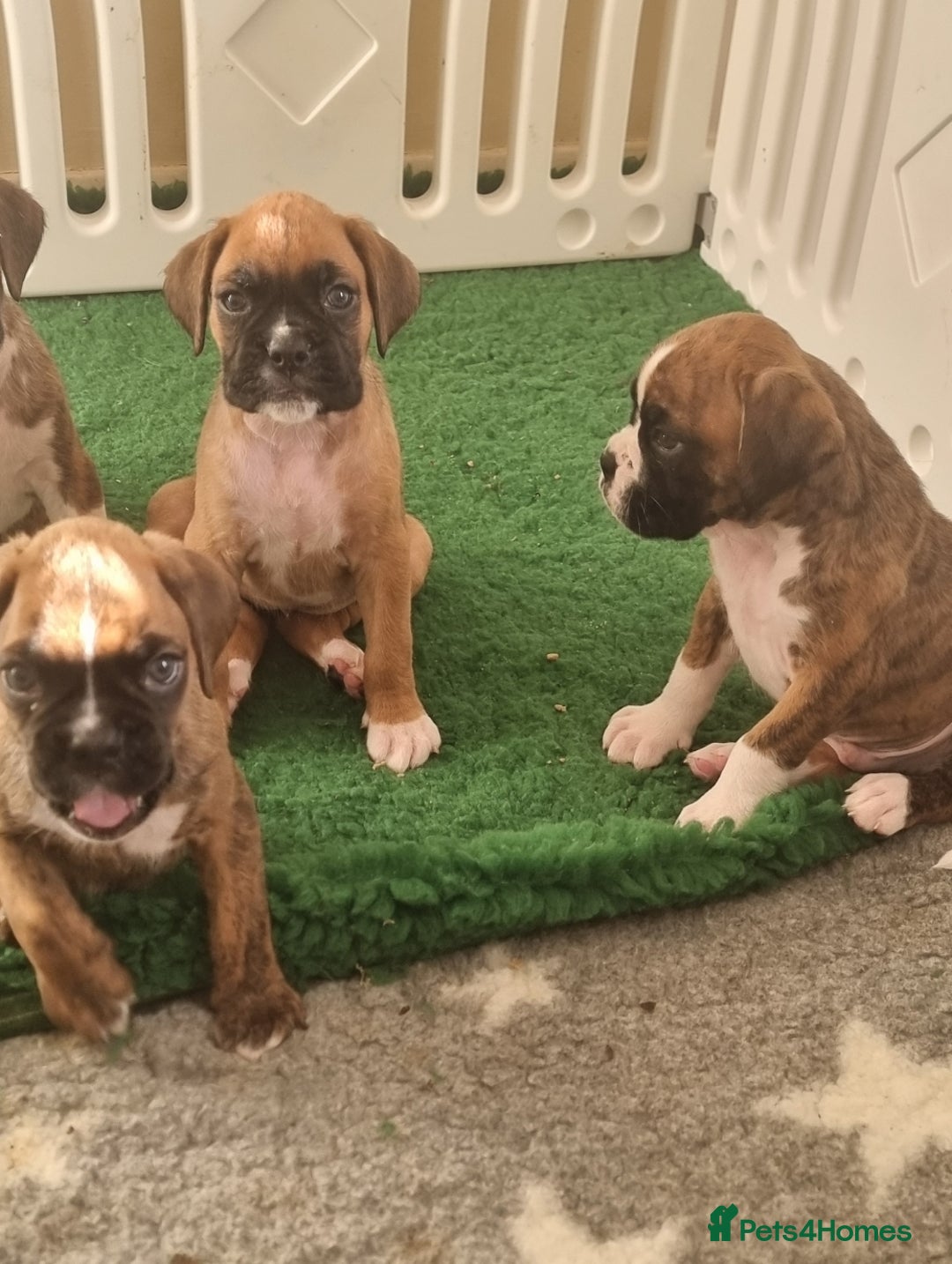 Boxer dogs for sale:   Outstanding  KC Boxer puppies - Advert 5