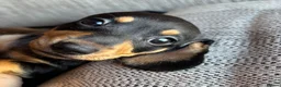 Miniature Dachshund dogs for sale: Miniature dachshunds - Advert 28