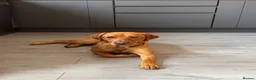 Labrador Retriever dogs for stud: Fox Red Working Labrador Available at Stud  in Coventry - Advert 2