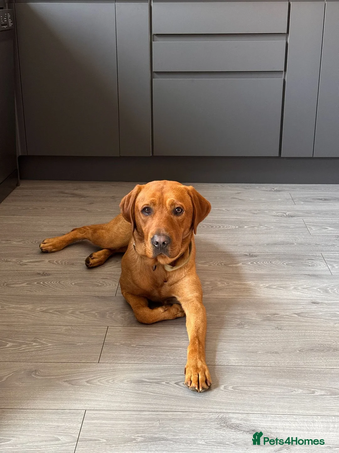 Labrador Retriever dogs for stud: Fox Red Working Labrador Available at Stud  in Coventry - Advert 2