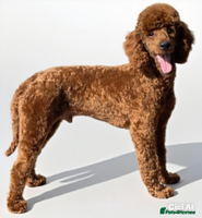 Labradoodle dogs - Advert 16