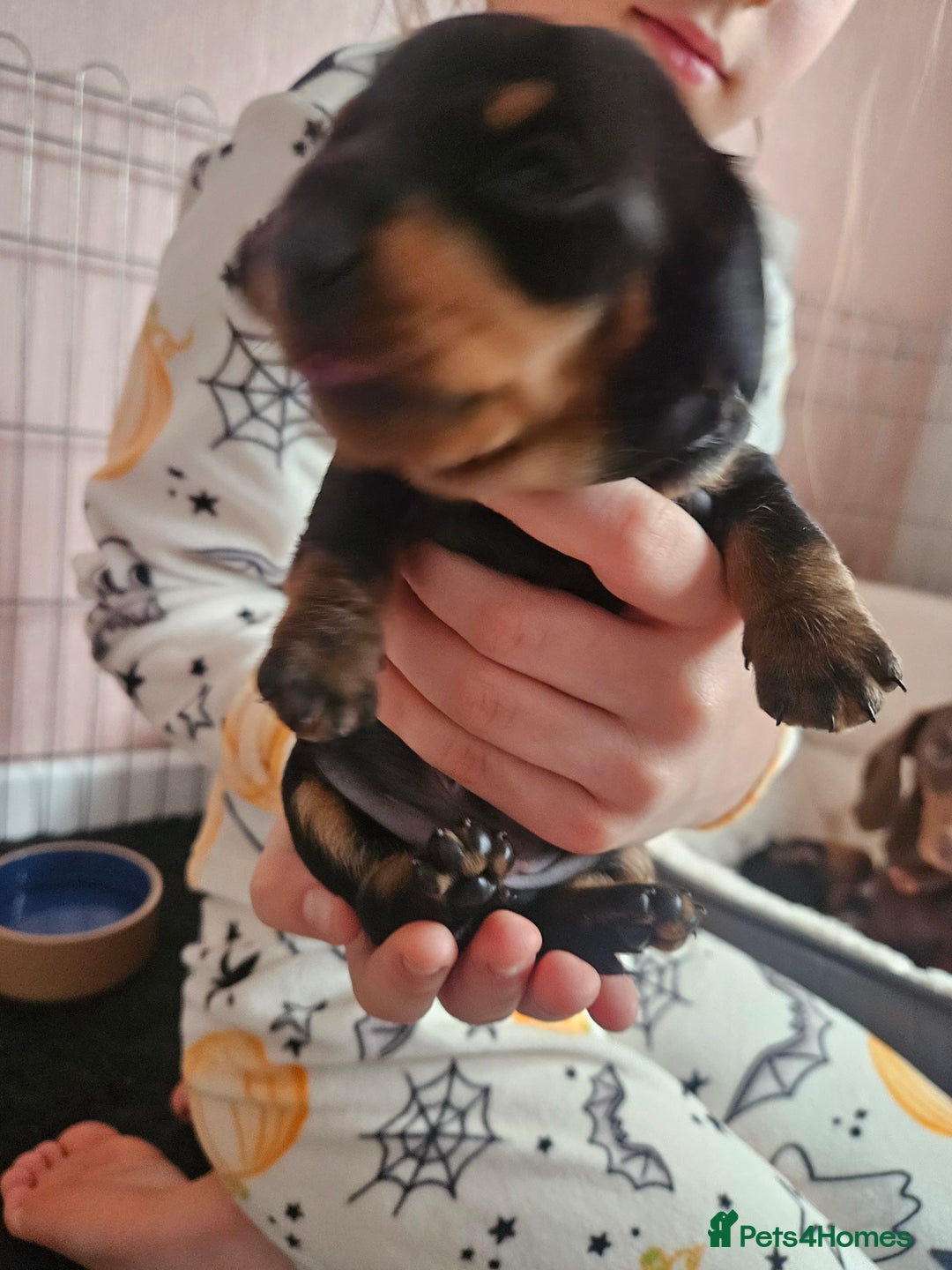 Miniature Dachshund dogs for sale: Beautiful daushounds puppys - Advert 10