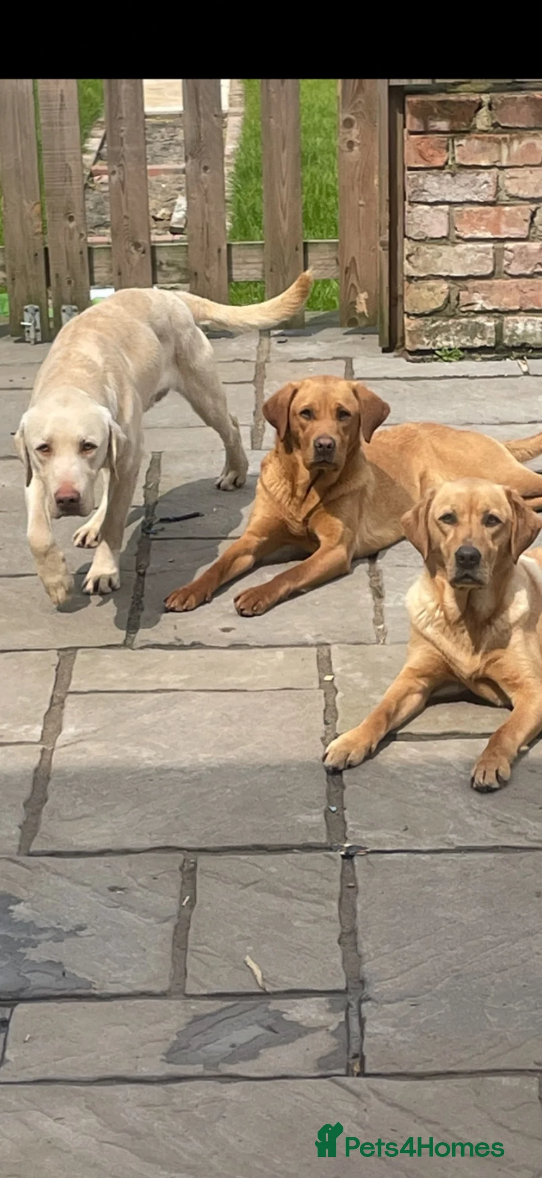 Labrador Retriever dogs for sale: Labrador pups  - Advert 1
