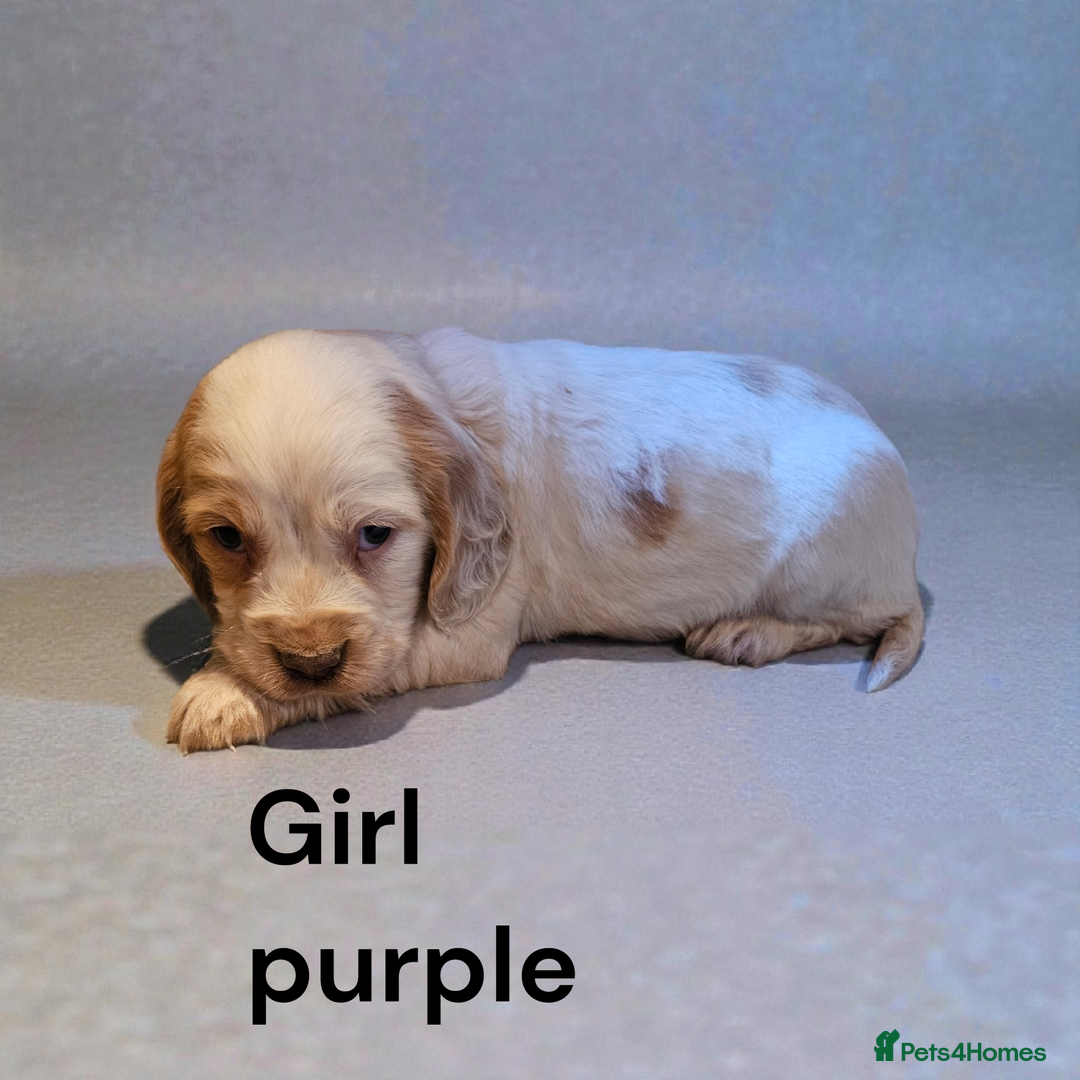 Cocker Spaniel dogs for sale: 6 cocker spaniels  - Advert 5