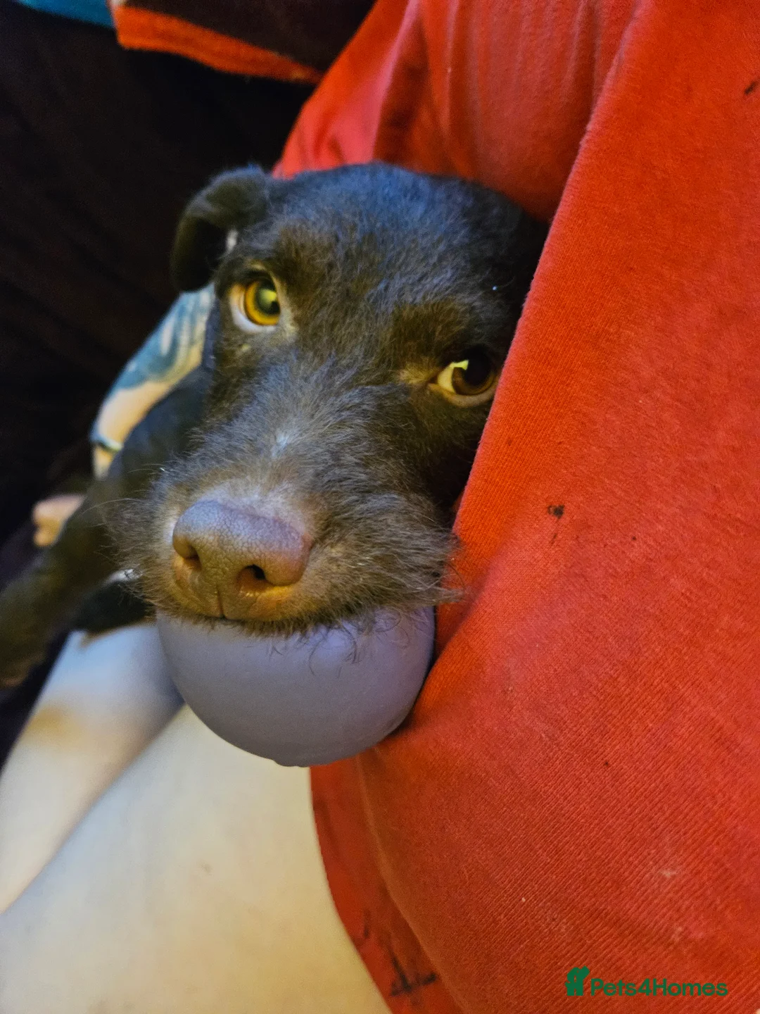 Patterdale Terrier dogs for sale: Buddy - Advert 4