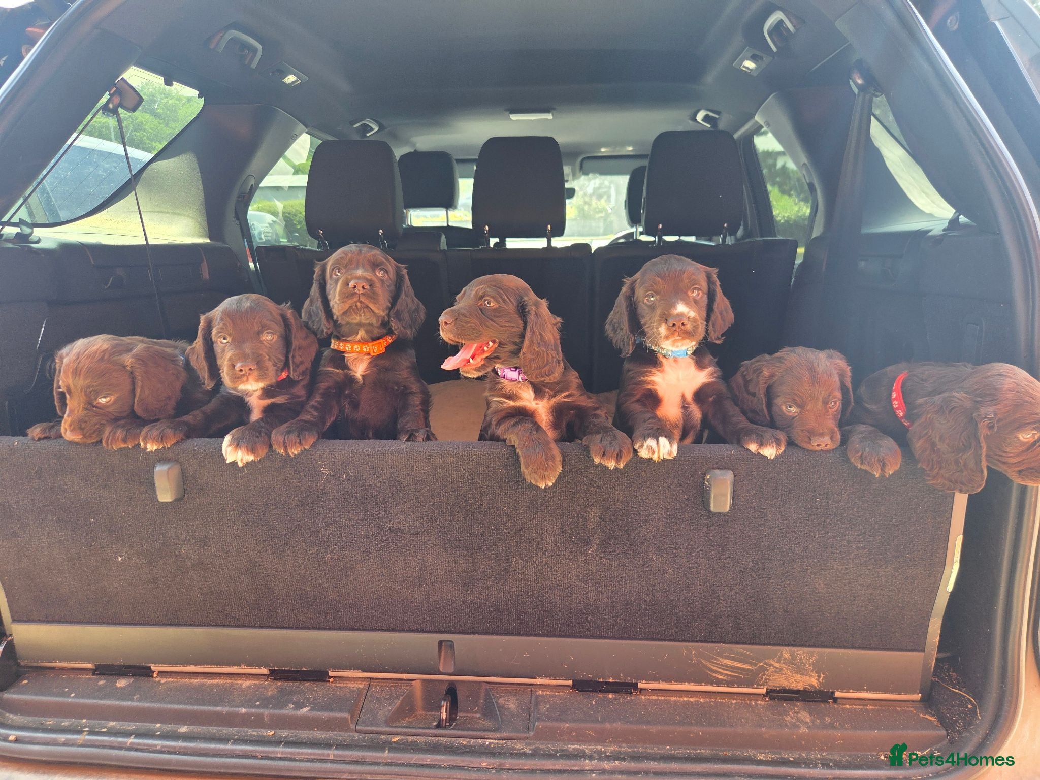 Cocker Spaniel dogs KC registered Working Cockers- Maesydderwen bred - Advert 2