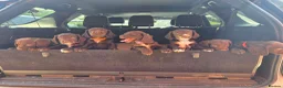 Cocker Spaniel dogs for sale: LAST chance in this litter- KC reg Working Cockers - Advert 1