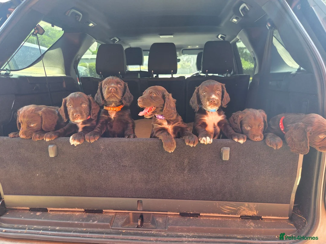 Cocker Spaniel dogs for sale: LAST chance in this litter- KC reg Working Cockers - Advert 1