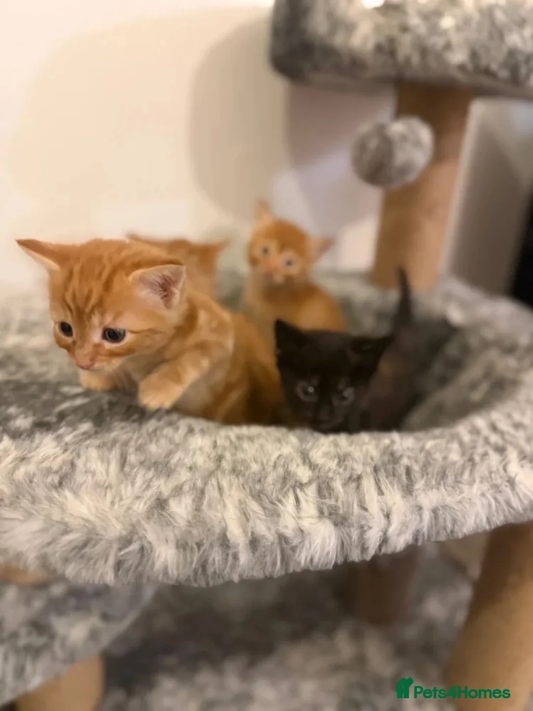 Mixed Breed cats for sale: Loving Mother Cat & Beautiful Kittens for sale - Advert 8