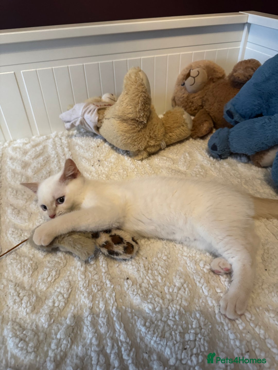 British Shorthair cats for sale: BSH GCCF cream colourpoint male  - Image 5